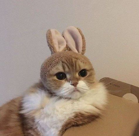 #Cat #Cats #CatMeows: - sayares - https://buff.ly/2NbcRNN Meme Chat, Cat Ideas, Söt Katt, Zooey Deschanel, A Bunny, Cat Aesthetic, Bunny Ears, Sphynx, Cute Creatures