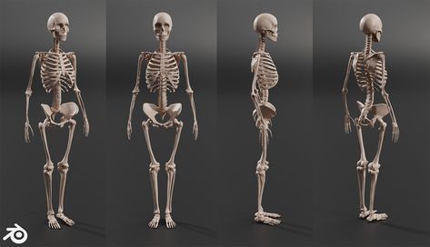 ArtStation - Human Female Skeleton Female Skeleton Anatomy, Study Anatomy, Justice Art, Female Skeleton, Female Anatomy Reference, Skeleton Anatomy, Anatomy Practice, Women Skeleton, Human Skeleton