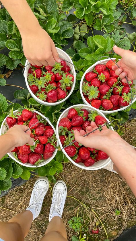 Fresh Strawberries Aesthetic, Summer And Spring Aesthetic, Fresh Summer Aesthetic, Fresh Market Aesthetic, Summer 2024 Moodboard, Strawberry Patch Aesthetic, Picking Strawberries Aesthetic, Summer 2024 Vibes, Spring Vision Board Aesthetic