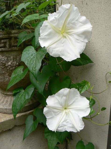 Moon Flower Vine, Moonflower Vine, Vine Flowers, Garden Vines, Garden Life, Cottage Gardens, Moon Garden, Favorite Flower, Love Garden