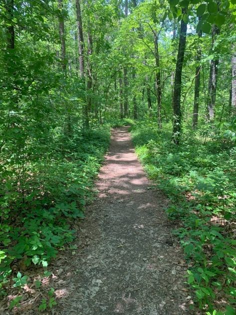 Prepare for somewhat of a challenge along the moderately-rated Greer Spring Trail in Mark Twain National Forest. The scenic trail spans less than two miles. Nature, Mark Twain National Forest, Old Growth Forest, Outdoor Aesthetic, Dogwood Trees, Forest Trail, Water Bodies, Spring Aesthetic, Natural Scenery