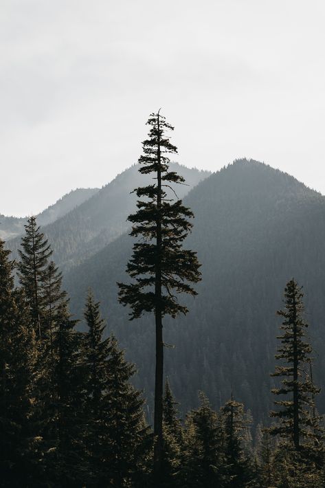 Nature, Pine Tree Art, Cascade National Park, Pine Trees Forest, North Cascades National Park, Evergreen Trees, Tree Forest, Pine Forest, Adventure Wedding