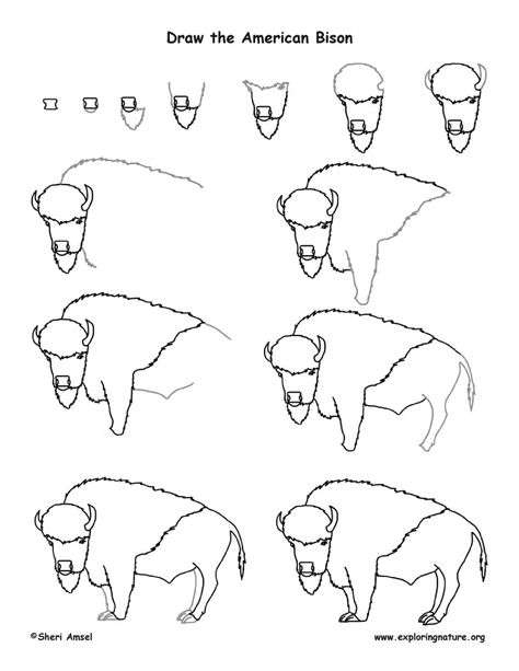 How To Draw A Buffalo Step By Step, Bison Painting Easy, Bison Drawing, Bison Illustration, American Drawing, Baby Bison, Bison Art, Buffalo Art, Drawing Lesson