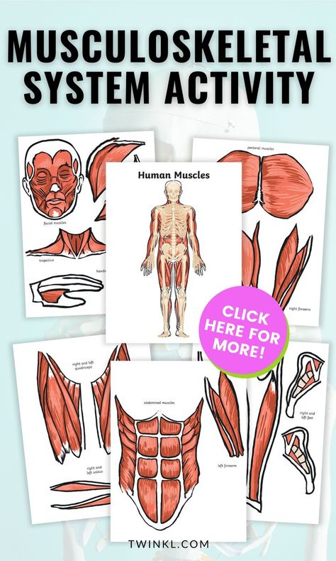 Muscular System Activity For 3rd to 5th Grade. Worksheets showing the human body inside Skeletal And Muscular System Activities, Muscle Activities For Kids, Muscular System Project, Muscular System For Kids, Muscle Project, Muscular System Activities, Human Body Muscles, Muscular System Anatomy, Camp Director