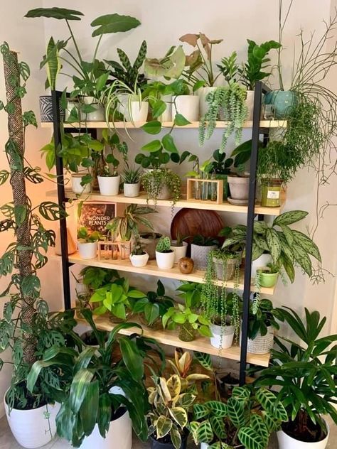 Plants For Beginners, Plant Goals, نباتات منزلية, Hanging Plant Wall, Inside Plants, Balcony Ideas Apartment, Decoration Plante, Plant Decor Indoor, Indoor Gardens