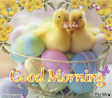 Yellow Ducks Good Morning Gif Pictures, Photos, and Images for Facebook, Tumblr, Pinterest, and Twitter Gud Morning Pics, Gud Morning Images, Funny Good Morning Images, Gud Morning, Free Good Morning Images, Good Morning Friday, Positive Good Morning Quotes, Good Morning Images Download, Cute Good Morning Images