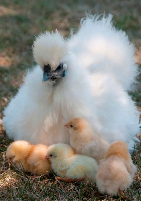 Chickens Breeds, Pet Chickens Breeds, Silkie Hen, Chicken Aesthetic, Chicken Wallpaper, Chicken Drawing, Pet Chicken, Fancy Chickens, Silkie Chickens