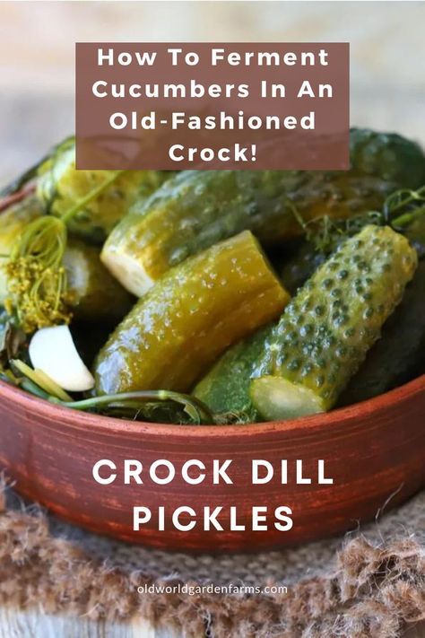 Fermented dill pickles in a ceramic bowl. From oldworldgardenfarms.com. Fermenting Cucumbers, Fermented Dill Pickles Recipe, Preserve Cucumbers, Fermented Pickles Recipe, Preserving Cucumbers, Make Dill Pickles, Simple Country Living, Making Dill Pickles, Pickle Recipes Homemade