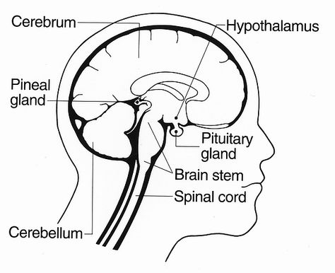 How To Detox The Pineal Gland Human Body Biology, Heart Blood Flow, Musical Quiz, Human Body Lesson, Brain And Spine, Brain And Spinal Cord, Parts Of The Brain, Heart Diagram, Cardiac Nursing