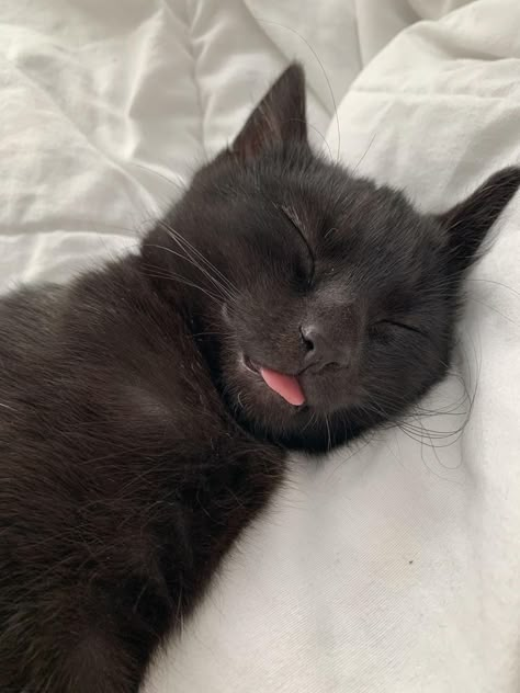 Small Black Cat, Black Cat Aesthetic, Söt Katt, Cute Black Cats, Cat Sleeping, Cat Aesthetic, Silly Cats, Pretty Cats, Black Cats