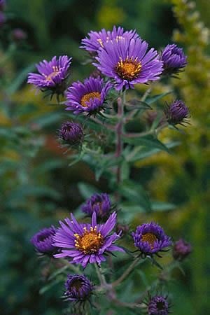 New England Aster - Photo, flowering time, and habitat New England Wildflowers, Aster Plant, New England Aster, Xmas Drawing, Habitat Garden, Colour Flowers, Homestead Farm, Aster Flower, Golden Thread