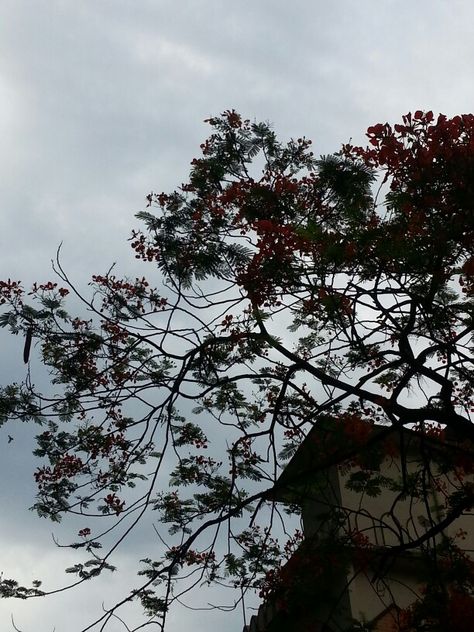 Krishnochura Beautiful Flowers, Flowers