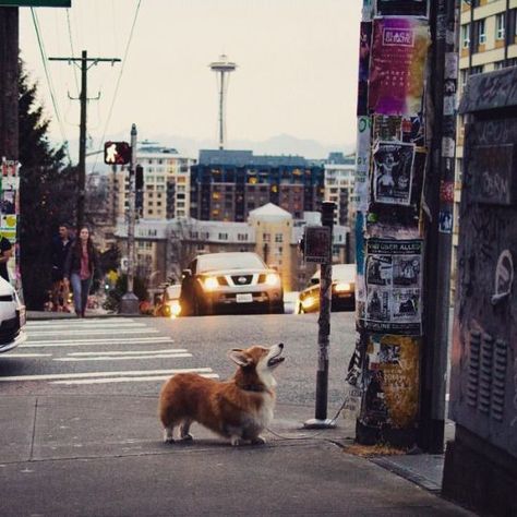 Dog City, Corgi Smile, Corgi Puppies, Corgi Pictures, City Dog, Puppy Lover, Corgi Dog, Cute Animal Photos, Dogs Of The World