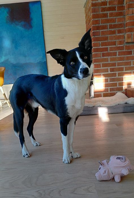 Short Haired Border Collie Puppy, Border Collie Smooth Coat, Smooth Border Collie, Border Collie Short Hair, Smooth Coat Border Collie, Short Hair Border Collie, Short Haired Border Collie, Discord Friends, Canine Anatomy