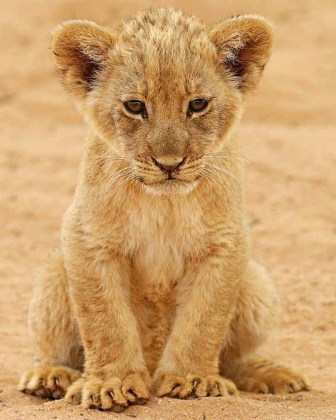 Baby Lion Cubs, Lion Pictures, Baby Animals Pictures, Cute Lion, Lion Cub, Baby Lion, African Animals, Cute Animal Pictures, Beautiful Cats