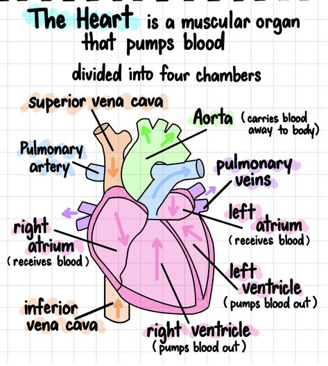 Body Cavity Anatomy Notes, Human Body Notes Aesthetic, The Heart Biology Notes, Highschool Biology Notes, Cardiologist Study Notes, Notes On The Heart, Biology Notes Aesthetic Heart, Doctor Notes For School, Heart Study Notes