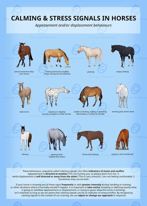 Equine Studies, Horse Education, Western Horsemanship, Horse Behavior, Equine Care, Horse Information, Healthy Horses, Diy Horse, Horse Facts