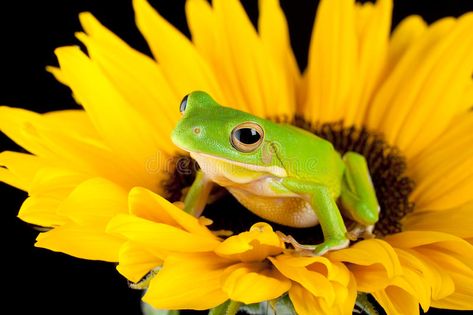 Tree frog on a sunflower. White-lipped tree frog or Litoria Infrafrenata sitting , #Aff, #sunflower, #White, #Tree, #frog, #lipped #ad Tree Frog Tattoos, Red Eyed Tree Frog, Frog Sitting, Frog Pictures, Frog Tattoos, Frog Art, Tree Frog, My Beautiful Daughter, Frog And Toad