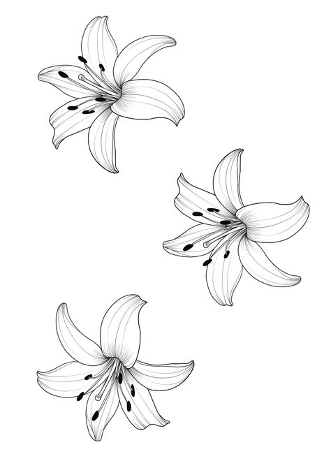 Lilly Drawing Flowers Simple, Fire Lily Drawing, Tigerlily Drawing, Lily Flower Stencil, Lilly Line Drawing, Lilly Tattoos For Women, Lilly Tattoo Stencil, Lily Tattoo Drawing, Lily Tattoo For Men