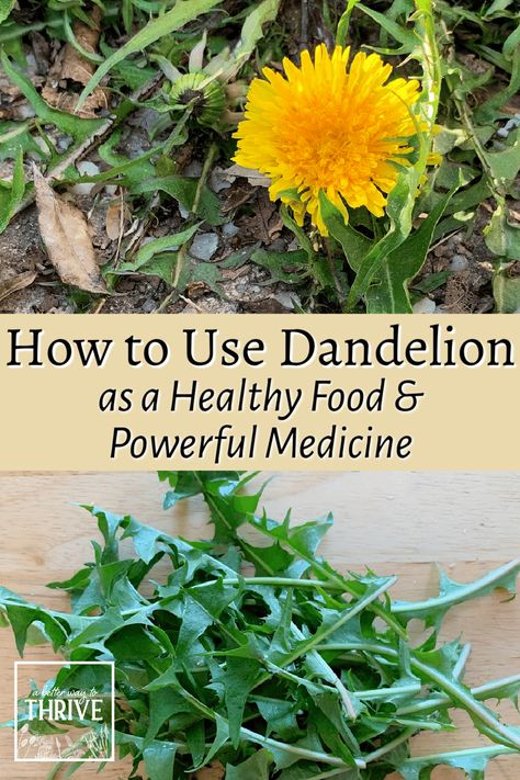 How to Use Dandelion as a Healthy Food & Powerful Medicine Roasting Dandelion Root, Harvesting Dandelion Flower, How To Harvest Dandelion, How To Dry Dandelions For Tea, How To Use Dandelion Flowers, How To Harvest Dandelion Root, Dandelion Stem Uses, What To Do With Dandelions, Dandelion Root Recipes