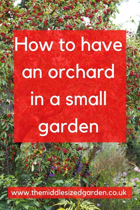 Vegetable Garden With Fruit Trees, Fruit Trees In Raised Garden Beds, Small Garden Fruit Trees, Landscaping With Fruit Trees Garden Ideas, Front Yard Orchard Garden, Kitchen Garden With Fruit Trees, Small Yard Fruit Trees, Fruit Tree In Garden, Fruit Trees In Raised Beds