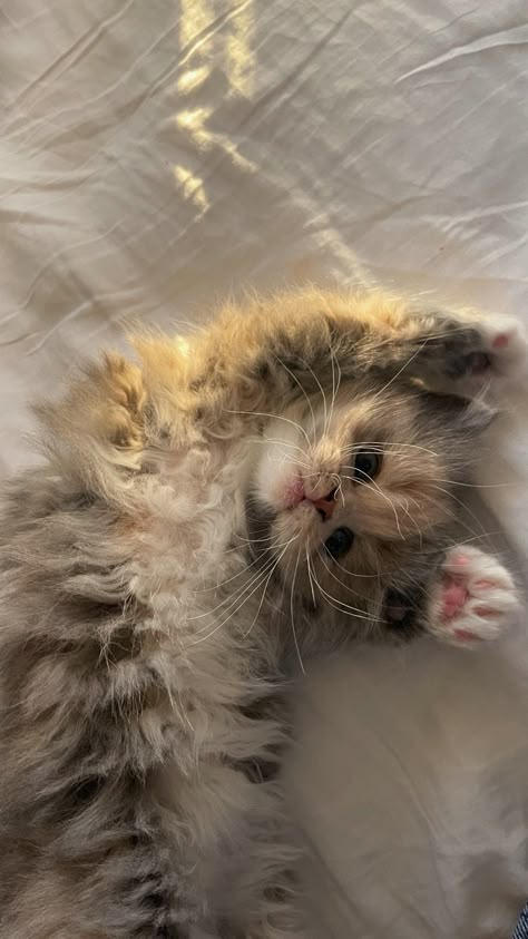 Wallpaper Gatos, Regnul Animal, Image Chat, Söt Katt, Silly Cats Pictures, Cute Cats Photos, Muslimah Aesthetic, Pretty Animals, Drawing Inspo