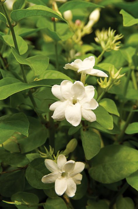 Best Smelling Flowers, Arabian Jasmine, Sweet Smelling Flowers, Citrus Plant, Patio Trees, Scented Geranium, Growing Vines, Jasmine Plant, Acid Loving Plants