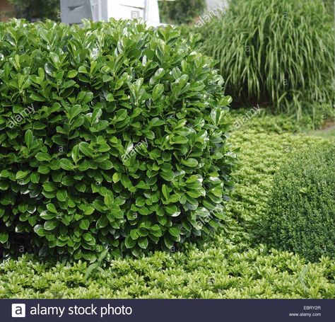 cherry-laurel (Prunus laurocerasus 'Rotundifolia', Prunus Stock Photo,  Royalty Free Image: 76128831 - Alamy Cherry Laurel, Prunus Laurocerasus, Garden Hedges, Front Doors, Garden Center, Yard Landscaping, Hedges, Front Yard Landscaping, Garden Projects