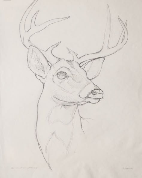 Deer Sketch, Deer Drawing, Animal Drawings Sketches, Drawing Heads, Art Sketches Pencil, Deer Art, Arte Sketchbook, A Deer, Art Drawings Sketches Creative