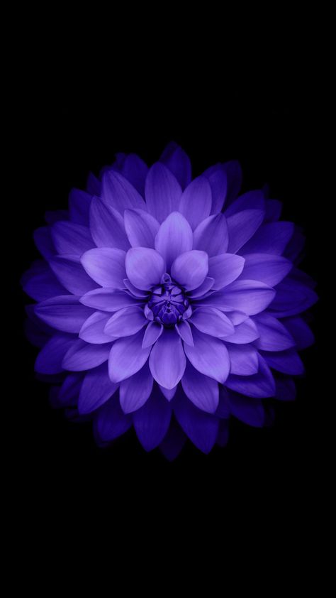 Flower Wallpaper Black, Black Background Flower, Apple Iphone Wallpaper, White Flower Wallpaper, Black Flowers Wallpaper, Tree Wallpaper Iphone, Black And Purple Wallpaper, Ios 7 Wallpaper, Black And Blue Wallpaper