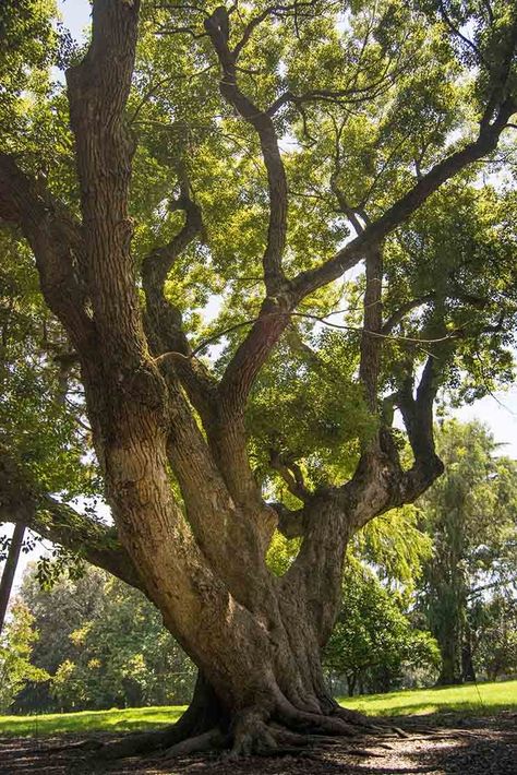 Camphor Tree, Amazing Trees, Forest Waterfall, Drawing Body Poses, Old Oak Tree, Climb Trees, Lone Tree, Landscape Photography Nature, Oak Trees