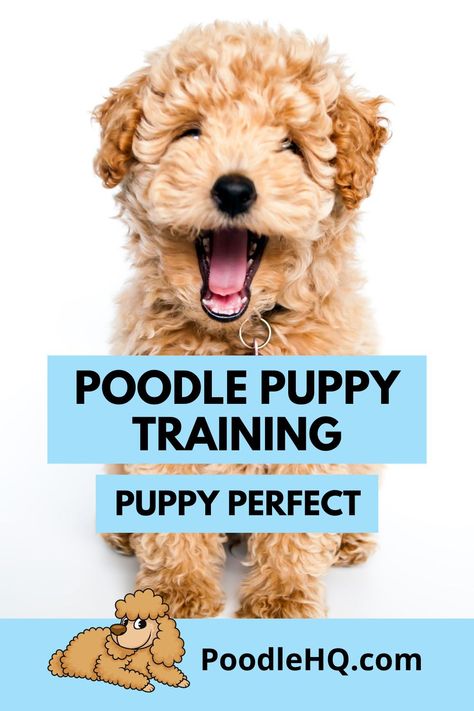 How To Train A Poodle Puppy, Toy Poodle Training, Poodle Puppy Training, Poodle Colors, Poodle Training, Phantom Poodle, Teacup Poodles, Toy Poodle Puppy, Mini Poodle