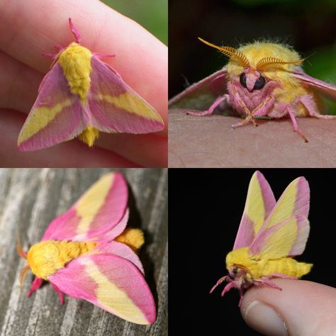 They are found in much of Britain, although their numbers have been declining in recent years is one of the most recognisable due to its striking colouration and markings. The wingspan of an adult rosy maple moth can range from 2-3 cm, with the upper wings being yellow and pink in colour. The underside of the wings are white or light grey, with small black spots along their edge’s 🥰 Pink Yellow Moth, Rosy Maple Moths, Rosie Maple Moth, Different Moths, Rosey Maple Moths, Rosy Maple Moth Costume, Rosy Maple Moth Aesthetic, Moth Types, Rose Maple Moth