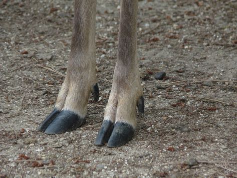 Here are some deer hoof references for all those... Ungulate Anatomy, Hoof Reference, Deer Hooves, Deer Hoof, Deer Photos, Deer Family, Roe Deer, The Last Unicorn, Mule Deer