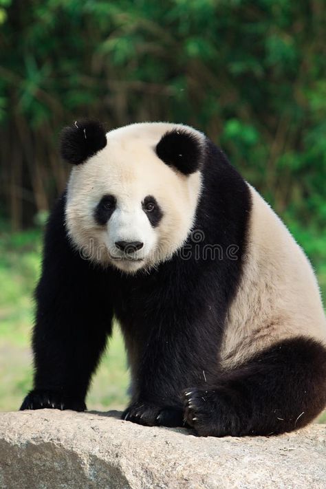 Sitting Giant Panda. A giant panda is sitting on a rock , #Affiliate, #Panda, #Giant, #Sitting, #giant, #rock #ad Panda Sitting, Panda Reference Photo, Panda Photography, Panda Reference, Herbivorous Animals, Animal Photography Dogs, Giant Panda Bear, Big Panda, National Geographic Animals