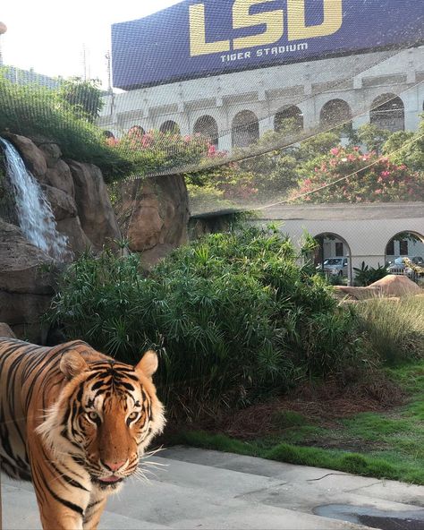 Mike, LSU's Live Mascot on Instagram: “On a scale of 1 to 10, Tigers take intensity to 11.” Lsu College Aesthetic, Lsu Track And Field, Lsu Aesthetic, College Manifestations, Lsu Campus, Track And Field Games, Lsu University, Lsu College, Shot Ski