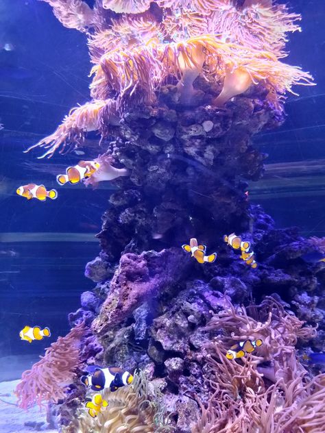 Oceanogràfic Valencia, Valencia, Spain, Spagna, acquario, aquarium, fishes, pesci, Nemo, blu, blue aesthetic, sea, sea aesthetic, summer, summer aesthetic, holiday aesthetic Blue Aesthetic Sea, Aesthetic Sea, Aesthetic Holiday, Sea Aesthetic, Holiday Aesthetic, Valencia Spain, Aesthetic Summer, Photo Instagram, Blue Aesthetic