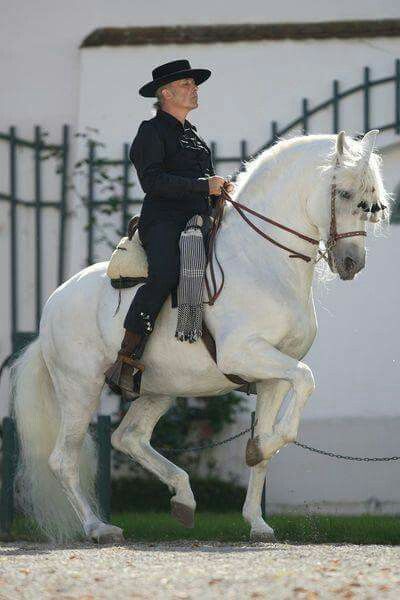 Beautiful Lippizaner, Horse Dressage, Andalusian Horse, Most Beautiful Animals, Dressage Horses, Majestic Horse, All The Pretty Horses, Horse Crazy, Clydesdale