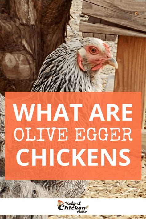 Oliver Egger Chicken, Olive Egger Rooster, Olive Egger Chicken Hens, Sage Egger Chicken, Sapphire Olive Egger Chicken, Starlight Green Egger Chicken, Chickens Backyard Breeds, Olive Eggers, Olive Egger Chicken