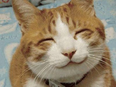 Gato feliz Gatos Cool, Smiling Animals, Funny Cat Faces, Gatto Carino, Cute Cat Face, Smiling Cat, Cat Odor, Image Chat, Funny Cute Cats