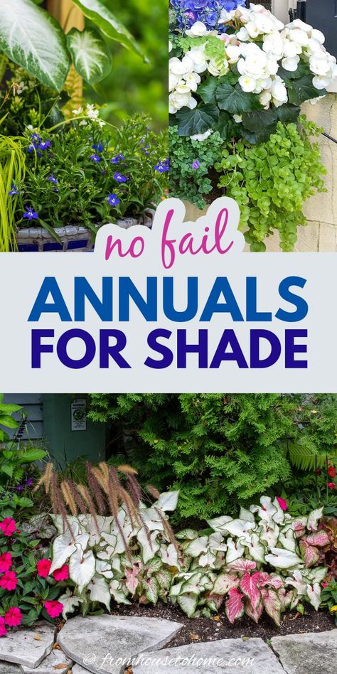 These shade annuals will add colorful flowers and foliage to the shadiest parts of your garden. They are beautiful, low maintenance plants that thrive in full shade. Annuals For Shade, Full Shade Flowers, Annual Flowers For Shade, Shade Plants Container, Garden Full Of Flowers, Shade Annuals, Full Shade Plants, Plants For Shade, Front Porch Plants