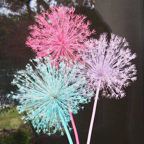 DIY Summer Project: Spray Painting Allium Flowers Paint and flowers, do they mix? Maybe–if you are thinking of an artist painting a vase of flowers. In most other applications paint and flowers aren’t associated with each other…until now! A super easy and fun summer project is spray painting your allium flowers! You may be wondering why would someone want to...Read More Diy Allium Flowers, Spray Paint Dried Flowers, Painting A Vase, Gardening 2023, Spray Paint Flowers, An Artist Painting, Allium Garden, Woodland Garland, How To Spray Paint