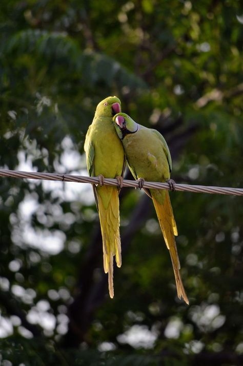 TWO PARROTS TOGETHER Electric Wire, Flowers Photography Wallpaper, Airbrush Art, Wildlife Photos, Photography Wallpaper, Colorful Birds, Beautiful Horses, Flowers Photography, Wildlife Photography