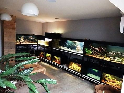 Reptile Rack, Snake Cage, Vivarium Ideas, Diy Reptile, Fish Room, Snake Enclosure, Biotope Aquarium, Lizard Tank, Pet Room