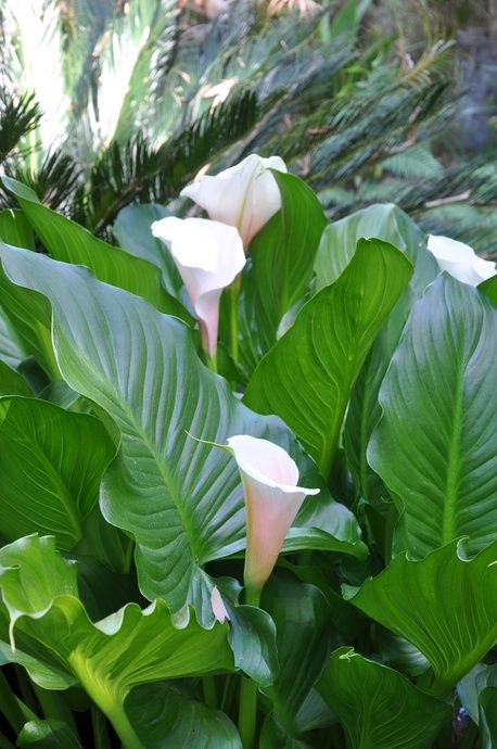 Calls Lily, Cordyline Fruticosa, Lily Leaves, Zantedeschia Aethiopica, Ground Orchids, Summer Plant, Screen Plants, Aquatic Garden, Arum Lily