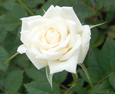 Intensely fragrant, Rosa 'Full Sail' is a lovely Hybrid Tea rose with very large, 5 in. across (12 cm), full, high-centered to flat, creamy-white flowers (26-40 petals). Blooming in flushes from spring to fall, the luminous blossoms are borne mostly solitary and exude a heady honeysuckle perfume. They stand out against the healthy foliage of large, shiny, dark green leaves. Bushy, almost thornless, this shrub rose is very disease resistant. Hybrid Tea Roses Garden, Hybrid Tea Roses Care, Rose Companion Plants, Floribunda Roses, Hybrid Tea Rose, Full Sail, Fragrant Garden, Rose Varieties, House Outdoor