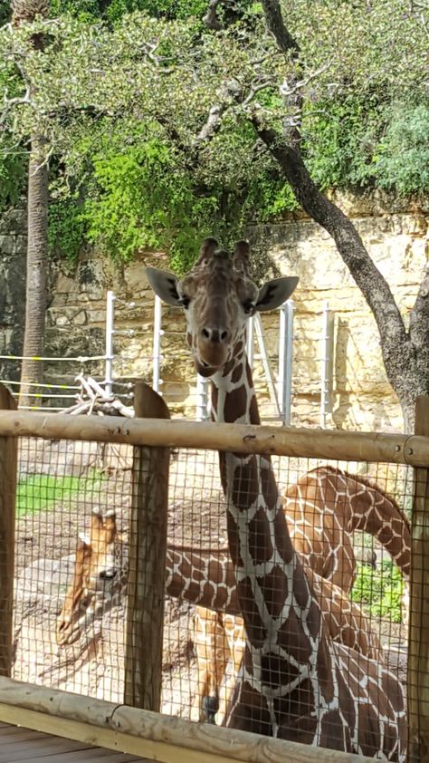 Giraffe Feeding, San Antonio Zoo, Zoo Zoo, Zoo Activities, San Antonio, Animals