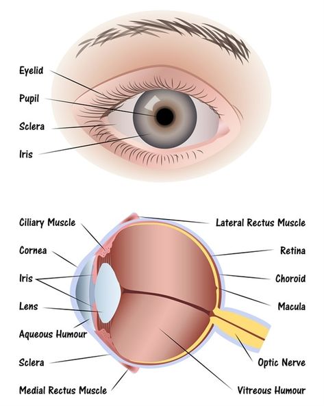 Diagram Of The Eye, Human Eye Diagram, Eye Diagram, Muscle Diagram, Eye Structure, Eye Anatomy, Eye Facts, Basic Anatomy And Physiology, Eye Parts