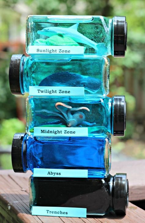 Ocean Layers, Layers Of The Ocean, Ocean Zones, Habitats Projects, Ocean Habitat, Ocean Science, Stem Crafts, Ocean Activities, Ocean Kids