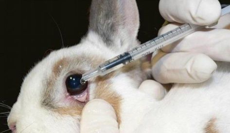 Sign the petition to pass the Humane Cosmetics Act and ban cruel and needless animal cosmetics testing in the United States. Stop Animal Testing, Factory Farming, Stop Animal Cruelty, Animal Welfare, Animal Rights, Guinea Pig, Guinea Pigs, Animal Rescue, Cruelty Free